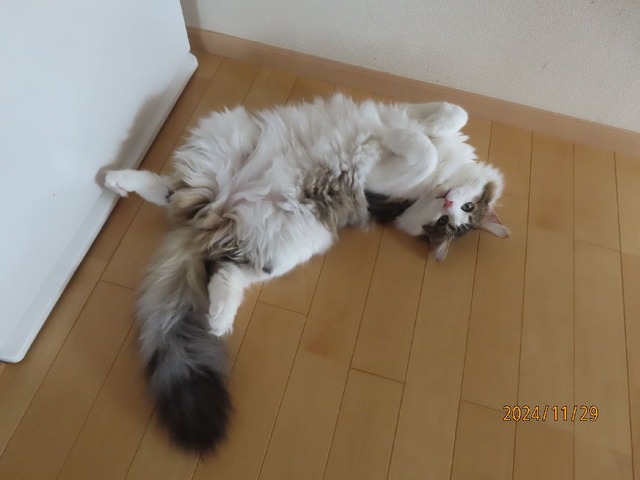 キッチンころりん③