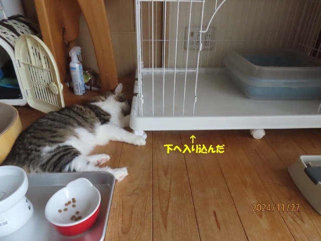 ケージの下へ