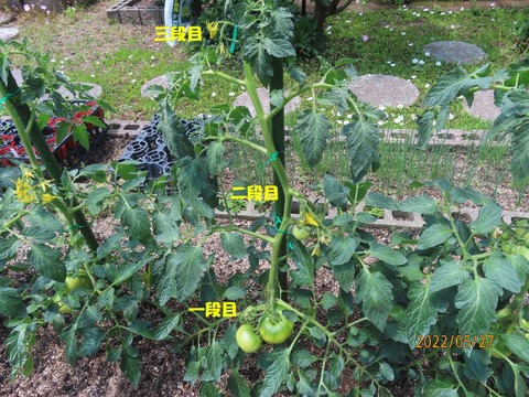庭トマトトーン