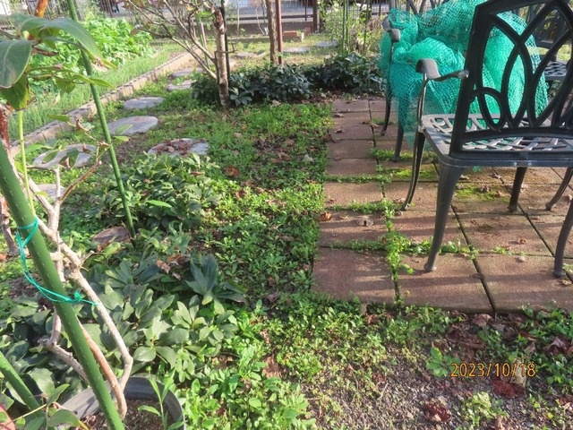 ブドウ棚草引き