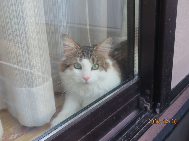 窓辺のさつき君