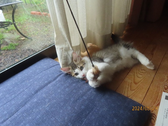 リビングジャラシ②