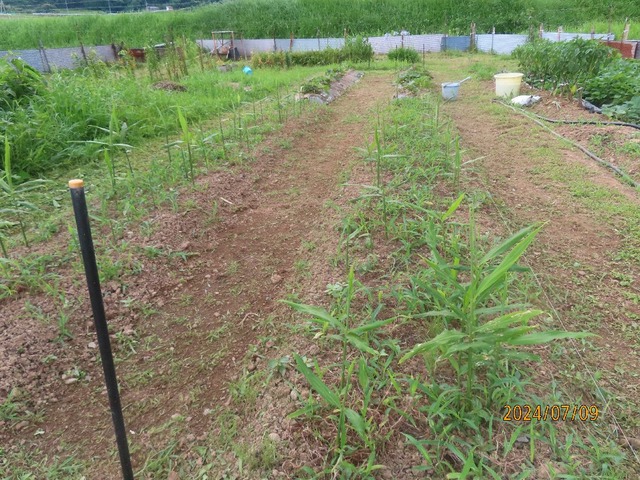 畝間草刈り機