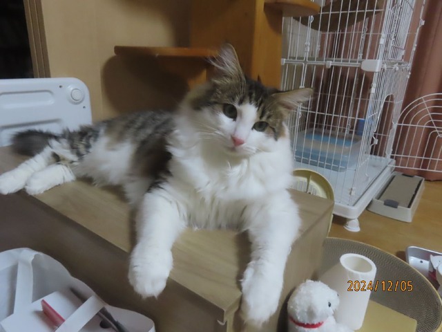 ほっこりタイム