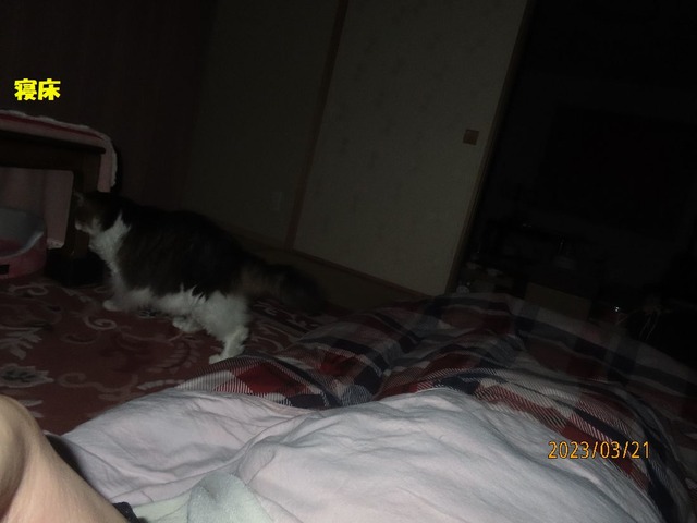 寝床へ向かいました