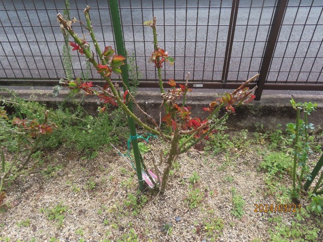 ダブルデライト