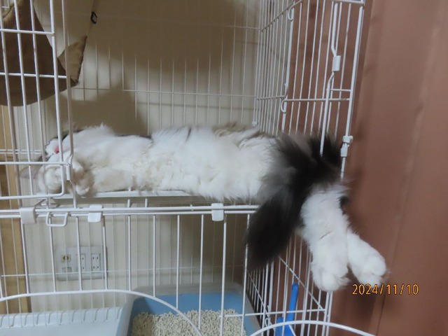 夜ケージ①