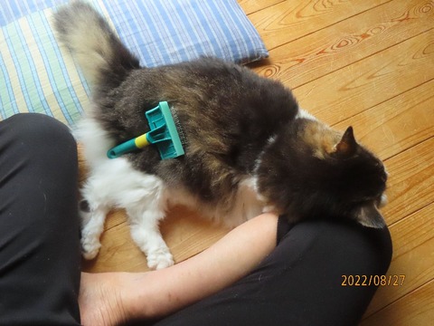 ブラッシングすりん