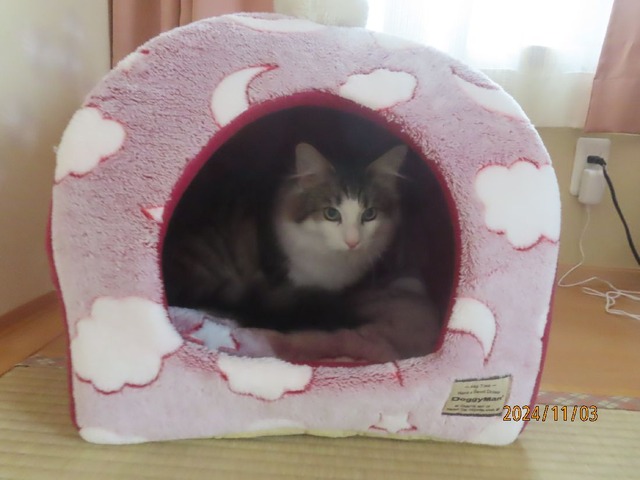 ポンポンベッド