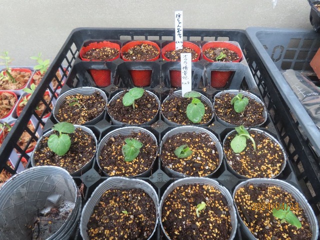 おくらポット上げ