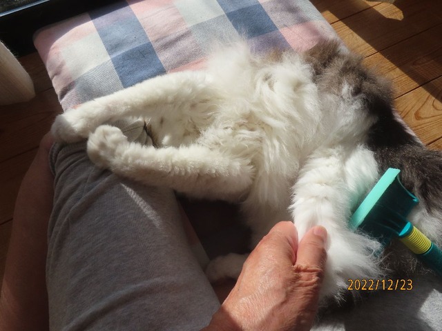 ブラッシング⑤