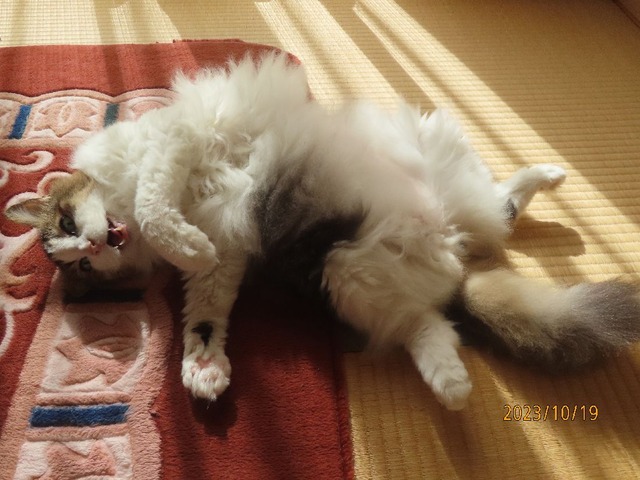 出かけて来るヨ②