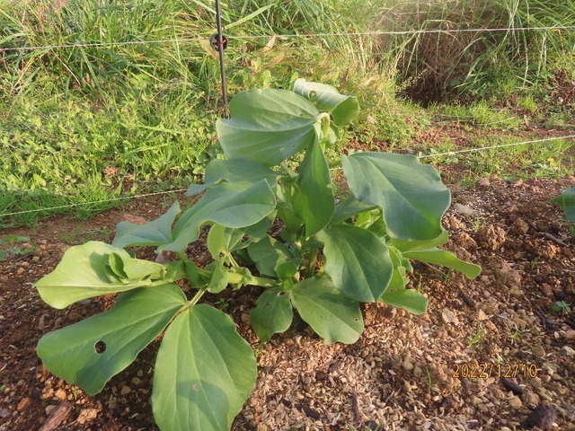 伸びすぎかな？