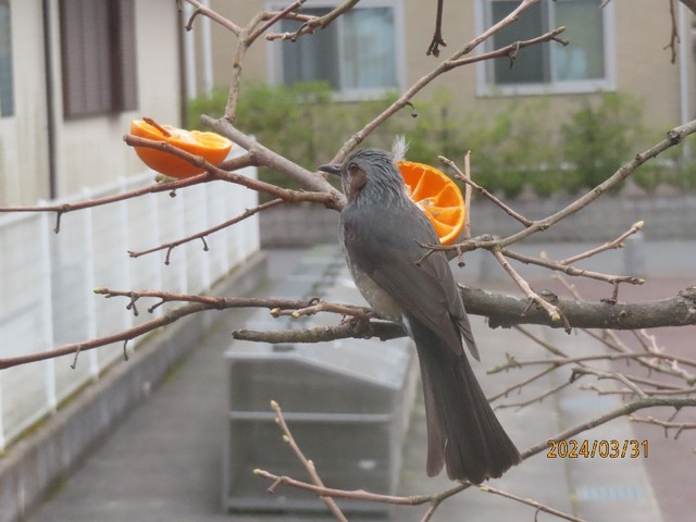 ヒヨドリ①