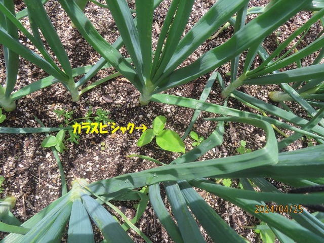 カラスビシャク