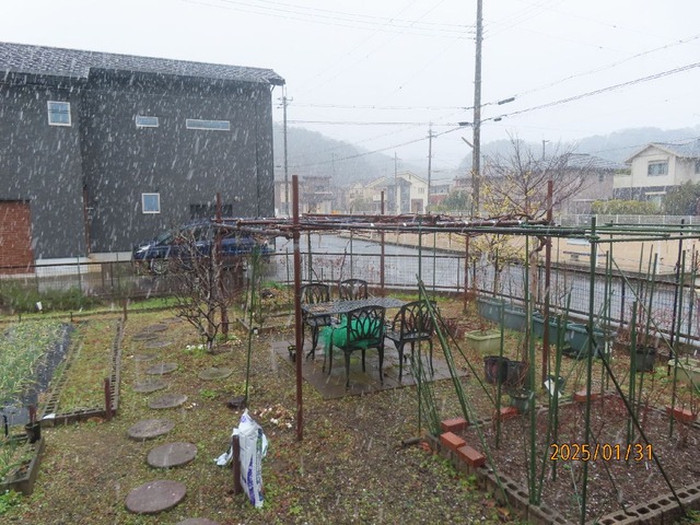 九時雪