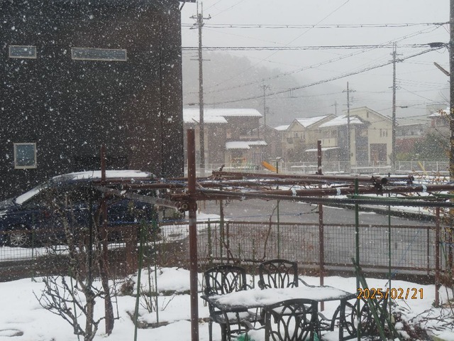 お昼雪