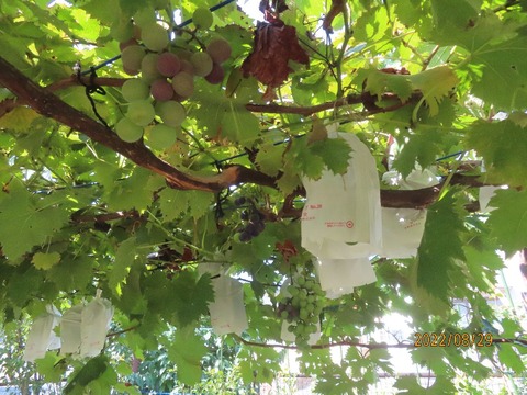 枯れ葉も増えた