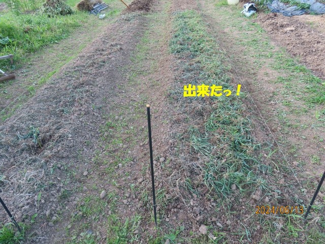 ショウガ畝草引き