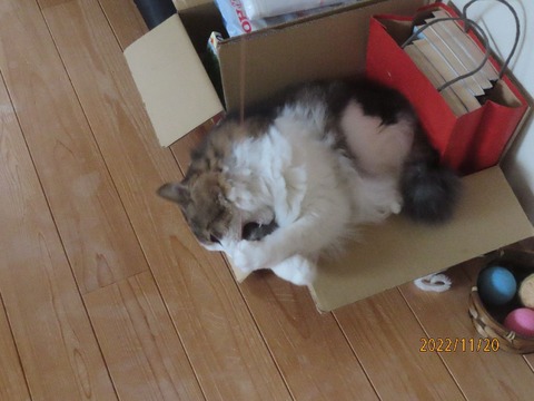 ジャラシ②