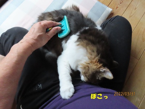 ブラッシング④