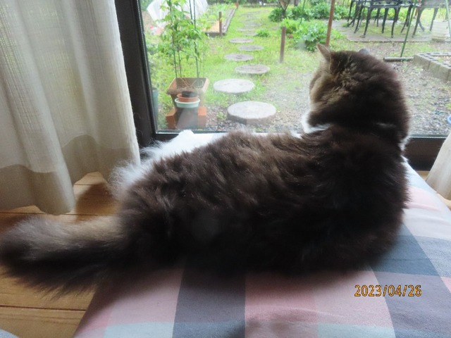ふう「雨だね」