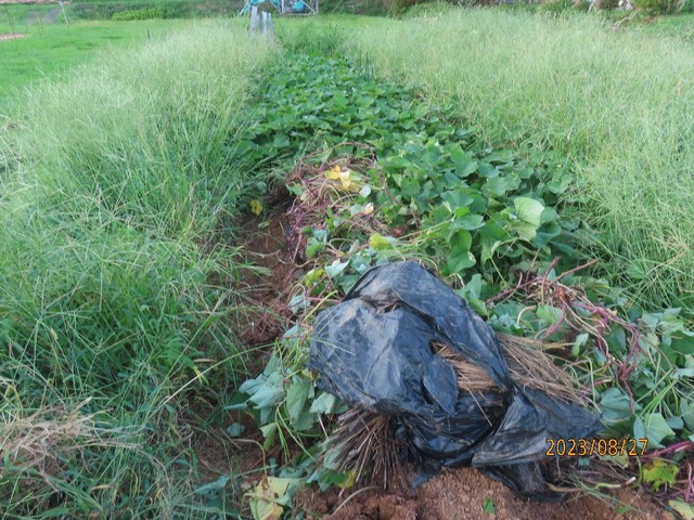 紅はるか試し掘り