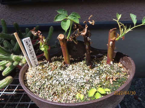 バラ挿し木