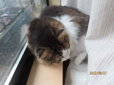 五時四十分東窓