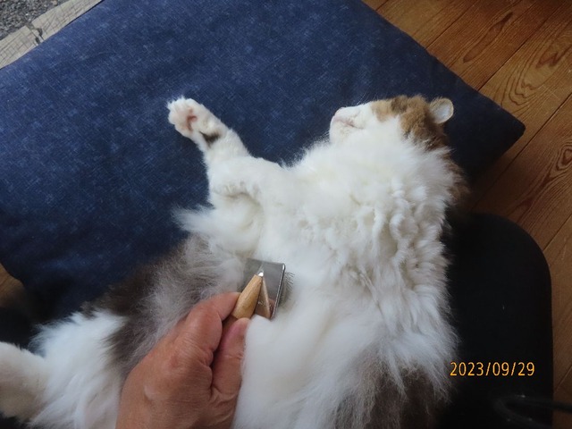 ブラッシング②