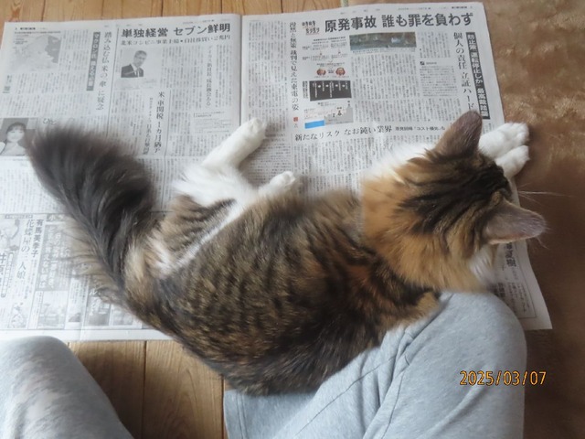 新聞