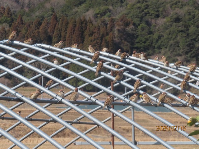 ハウス屋根にスズメ