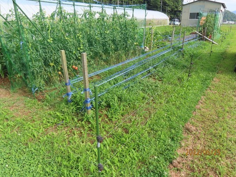 草刈前