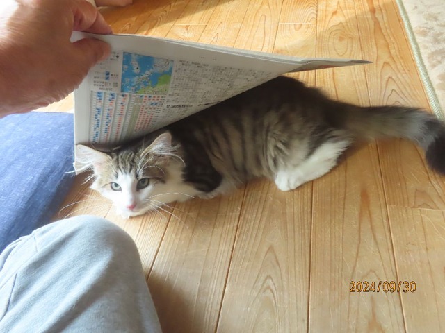 新聞