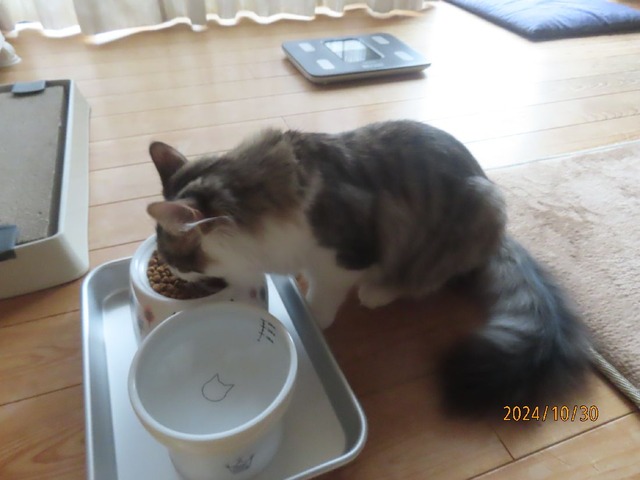 朝ゴハン七時半