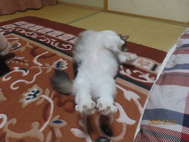 二十二日寝る前