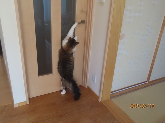 ドア