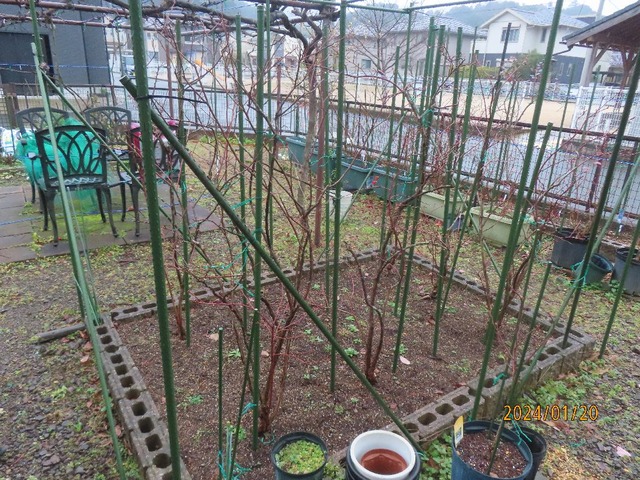 ハイブッシュ花壇