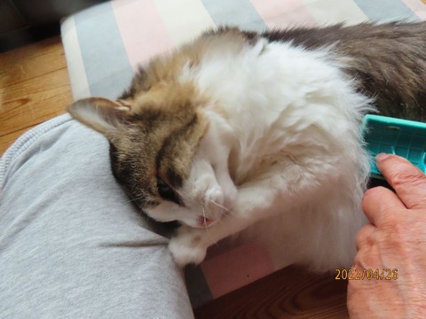 ブラッシング③