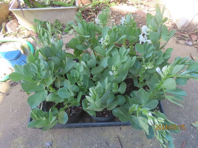 イトコにソラマメ苗