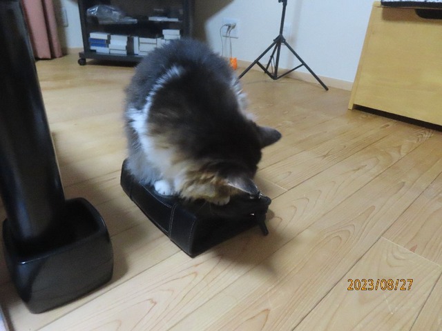 バッグで爪とぎ