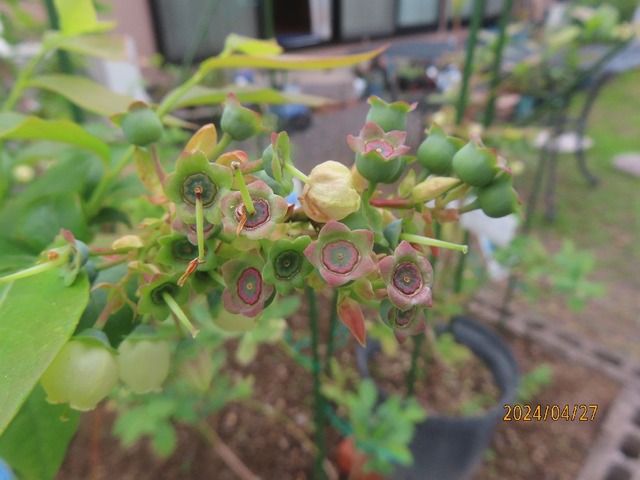 スパルタン幼果