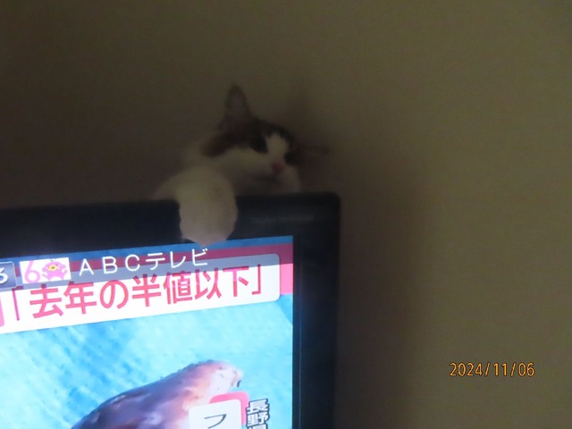 テレビ踏み外した