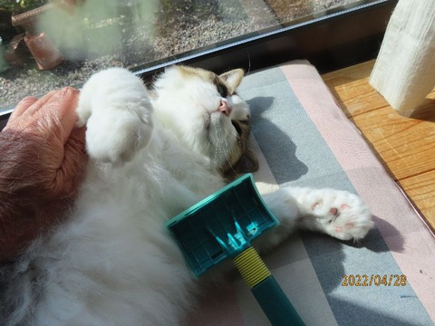 ブラッシング③