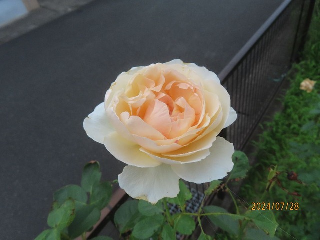 ジュードディオブスキュア