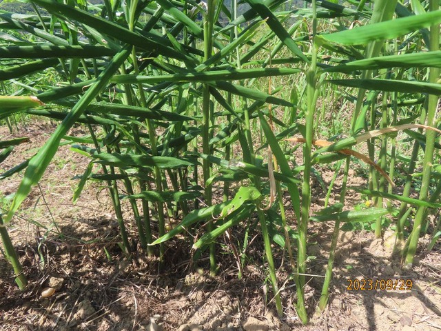 ショウガ分けつ