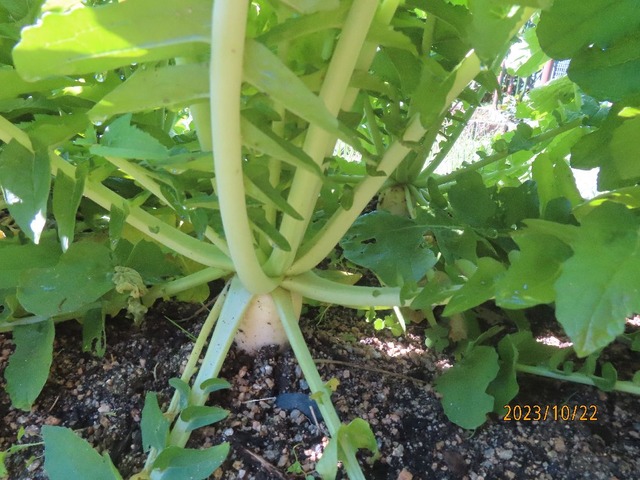 ダイコン根っこ