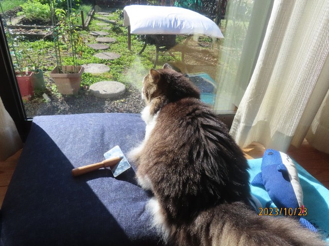 ブラッシング①