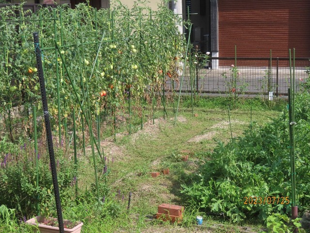 草刈③トマト