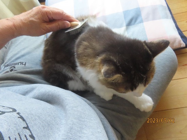 ブラッシング①